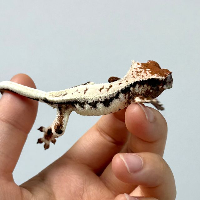 릴리 세이블 화이트