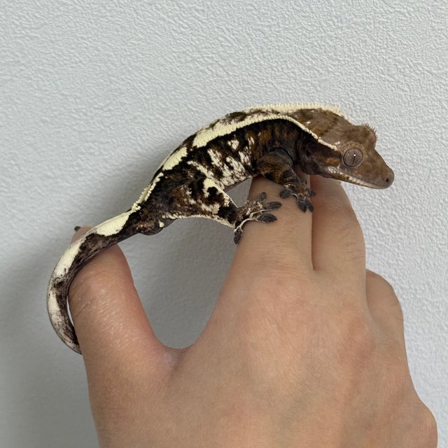 세이블 노멀 화이트