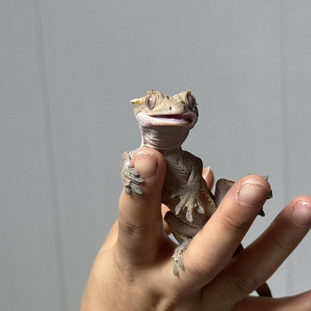 세이블
