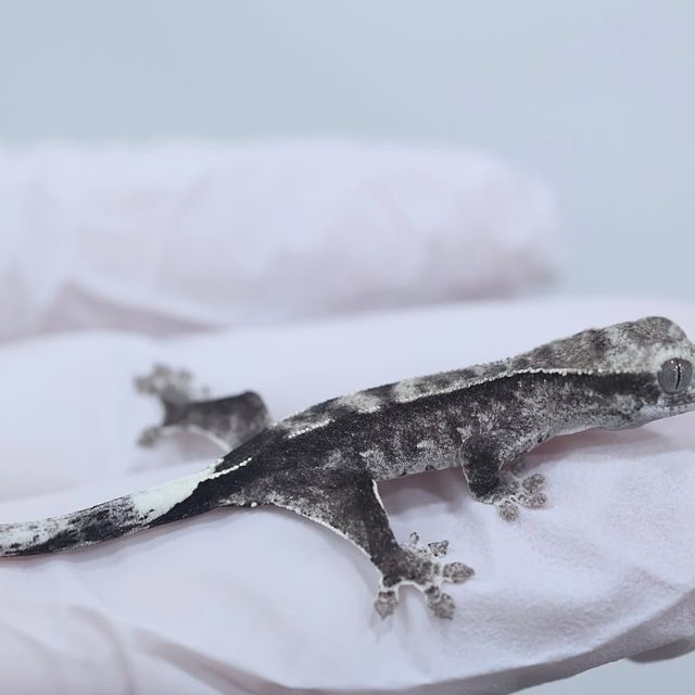 아잔틱 슈퍼스트라이프 쿼드