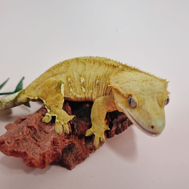 옐로우 화이트포트홀