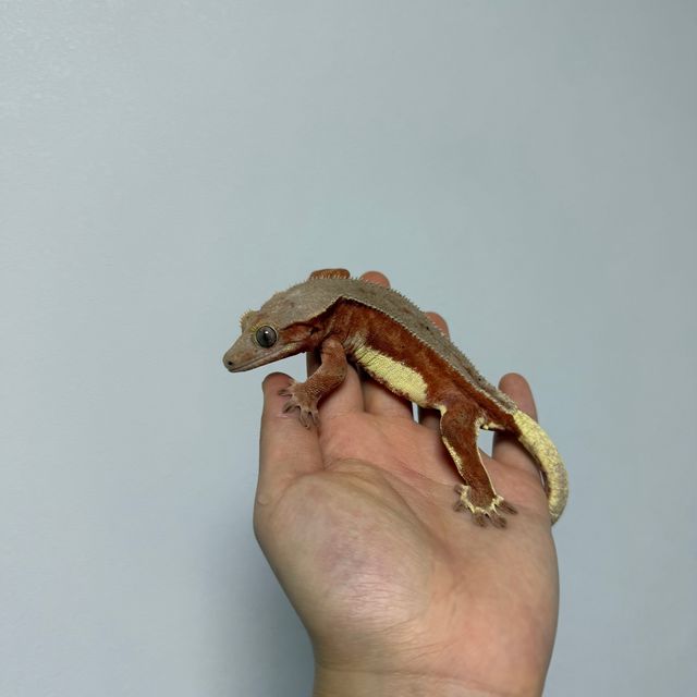 레드 릴리화이트 팬텀