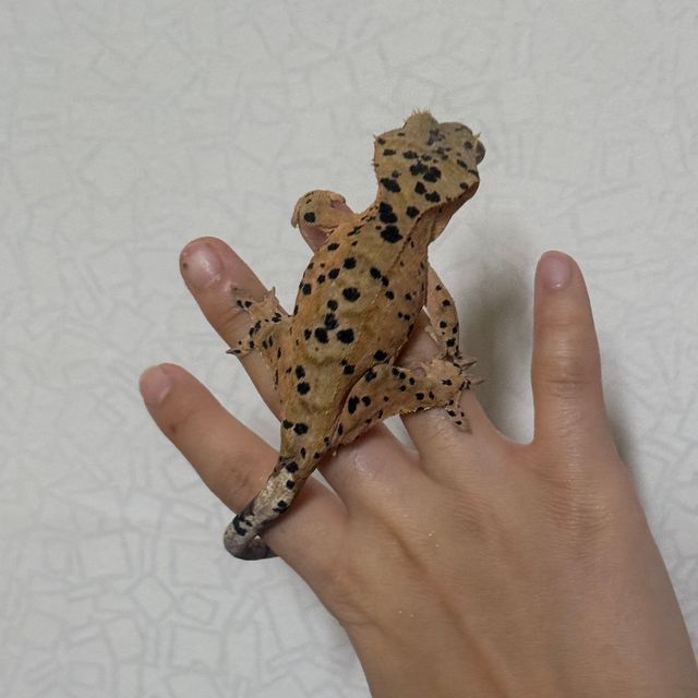 슈퍼달마시안