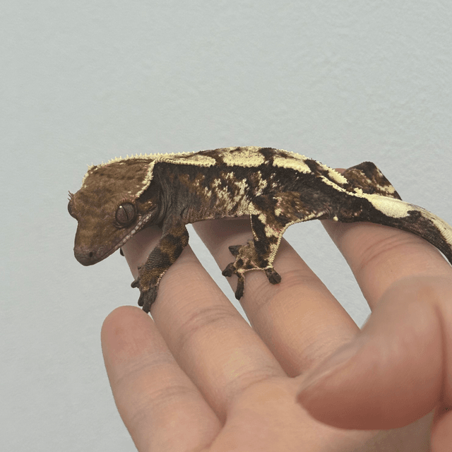 세이블 노멀 화이트