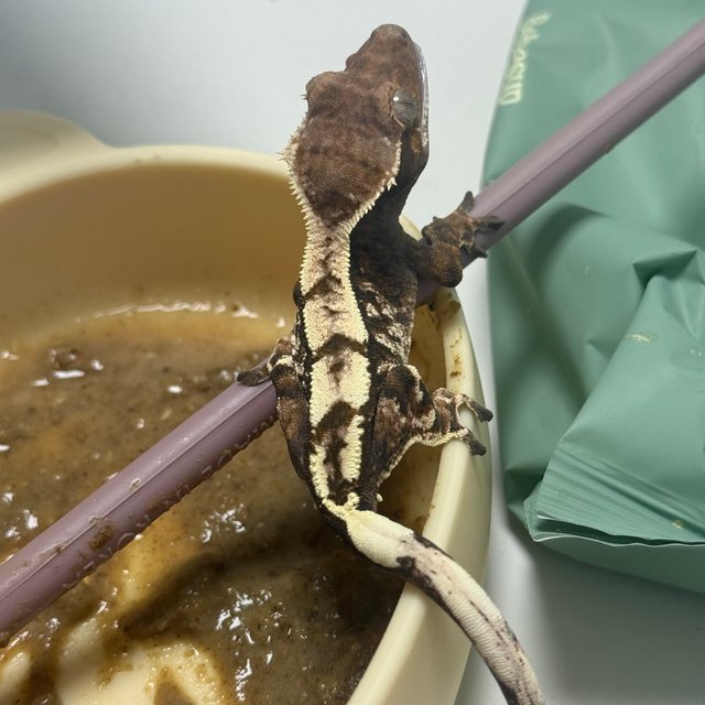 세이블 노멀 화이트