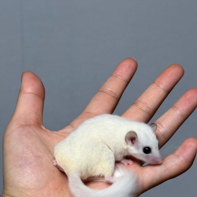 루시스틱