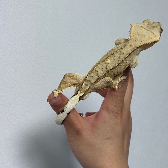 브린들 벅스킨 옐로우