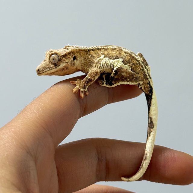 크림시클 옐로우