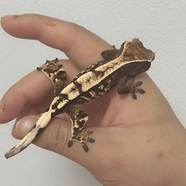 세이블 노멀 화이트