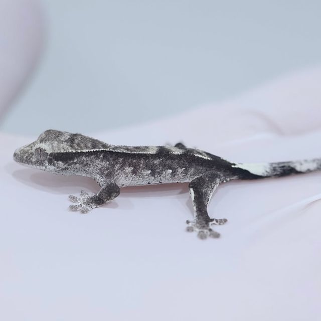 아잔틱 슈퍼스트라이프 쿼드