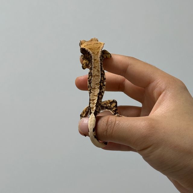 텐저린 드리피 트라이 화이트