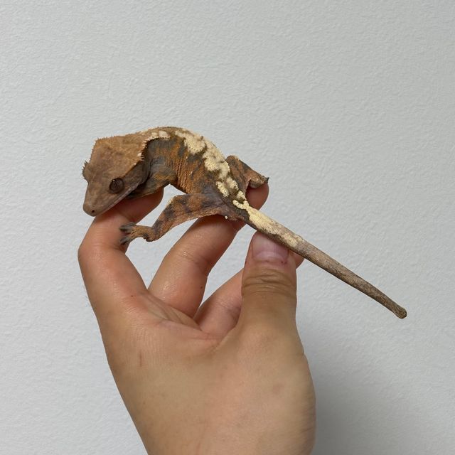 세이블 트라이