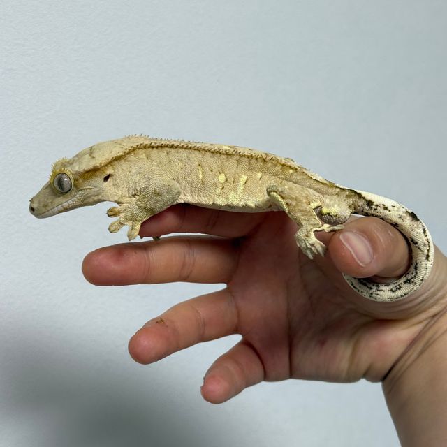 브린들 벅스킨 옐로우
