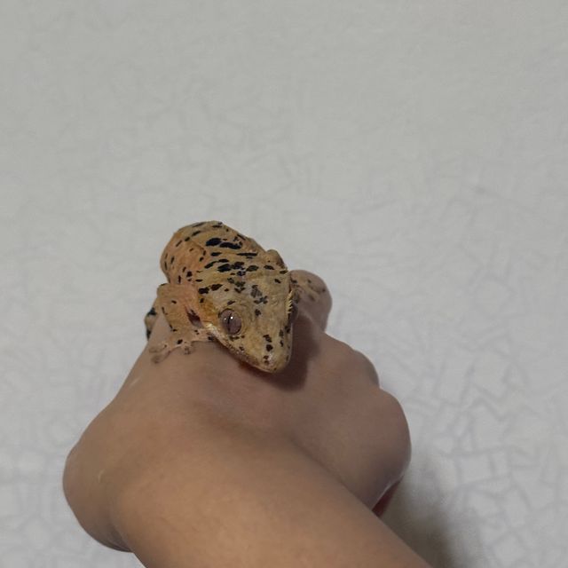 슈퍼달마시안