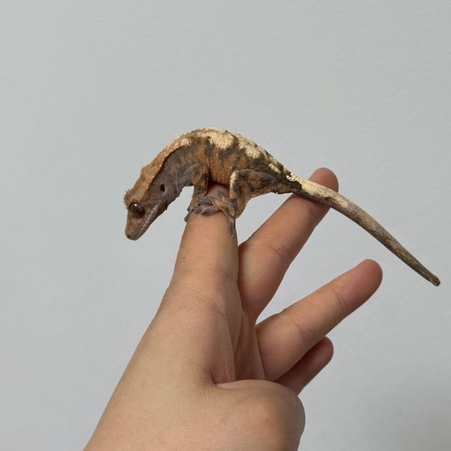 세이블 트라이