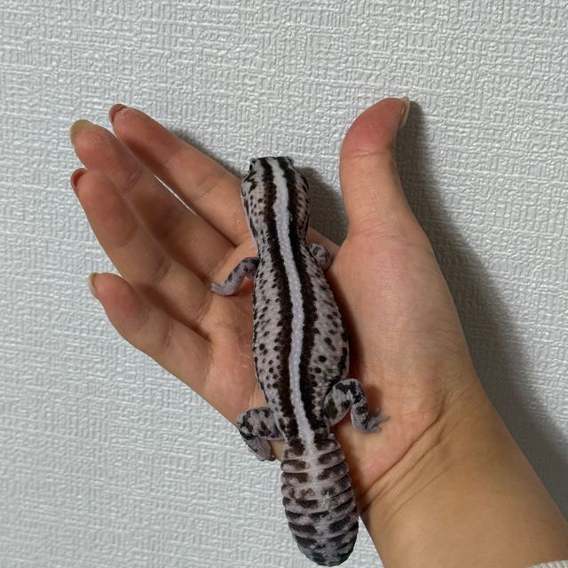오레오 패턴리스 헷 고스트 헷 오레오 화이트아웃