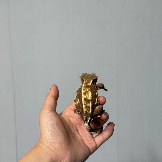 쿼드 레드