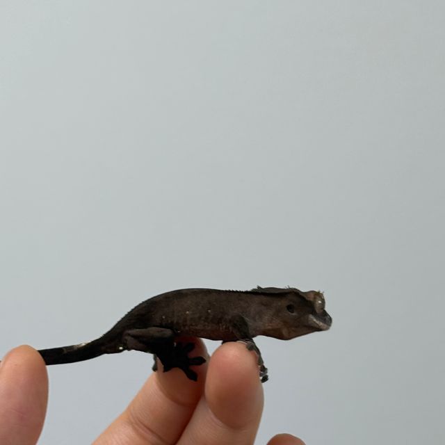 챠콜 알티 노멀 다크