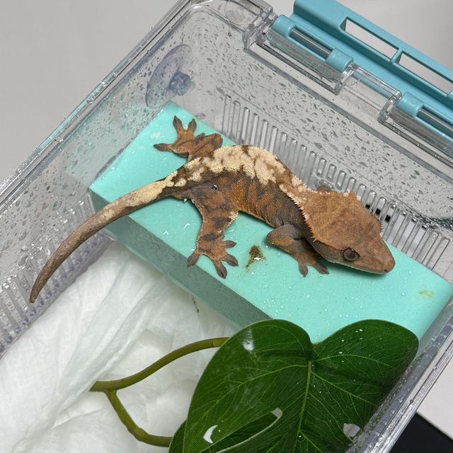세이블 트라이
