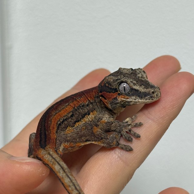 스트라이프 레드