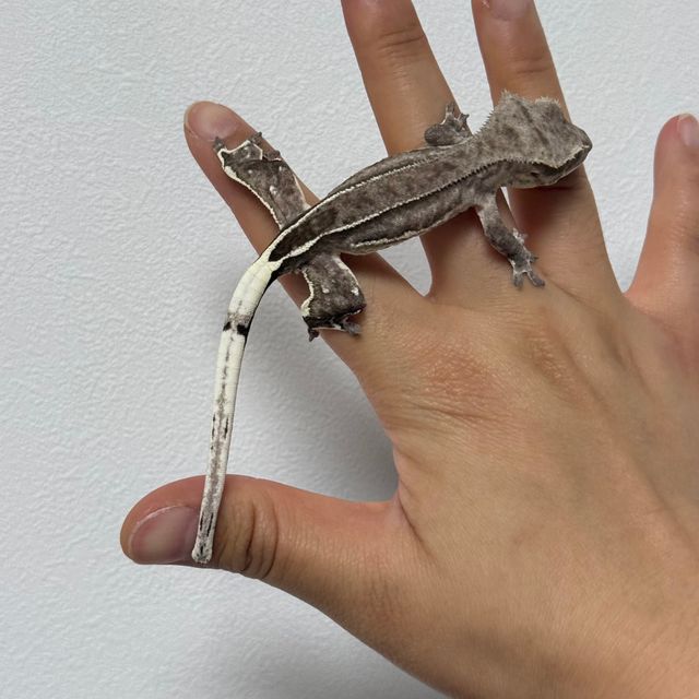 아잔틱 슈퍼스트라이프 쿼드