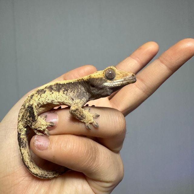 옐로우