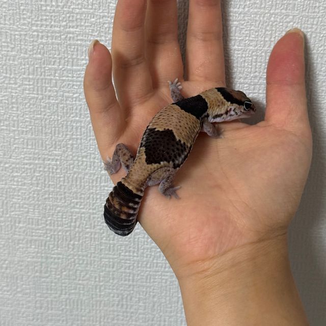 헷 카라멜