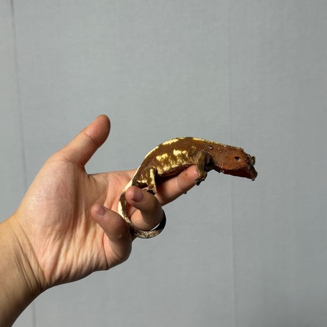 쿼드 레드