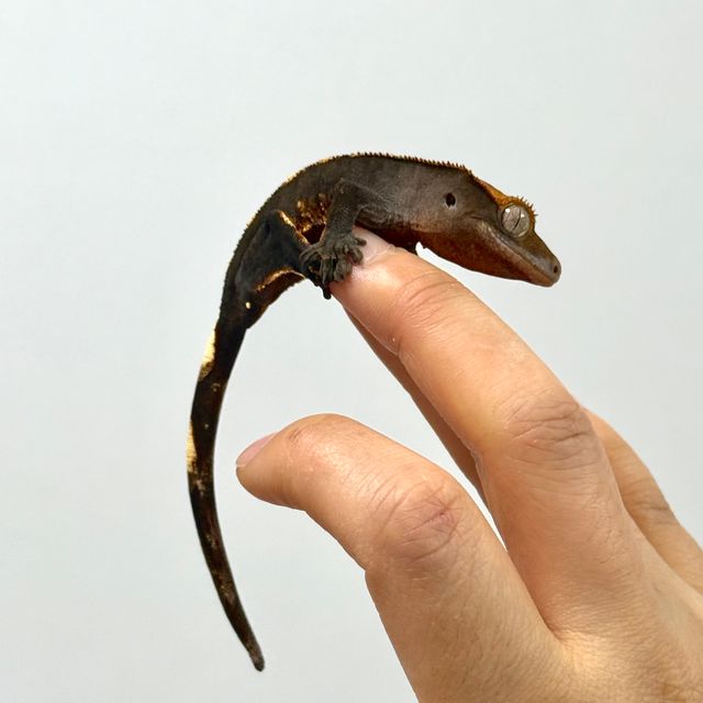 할로윈 플레임 다크