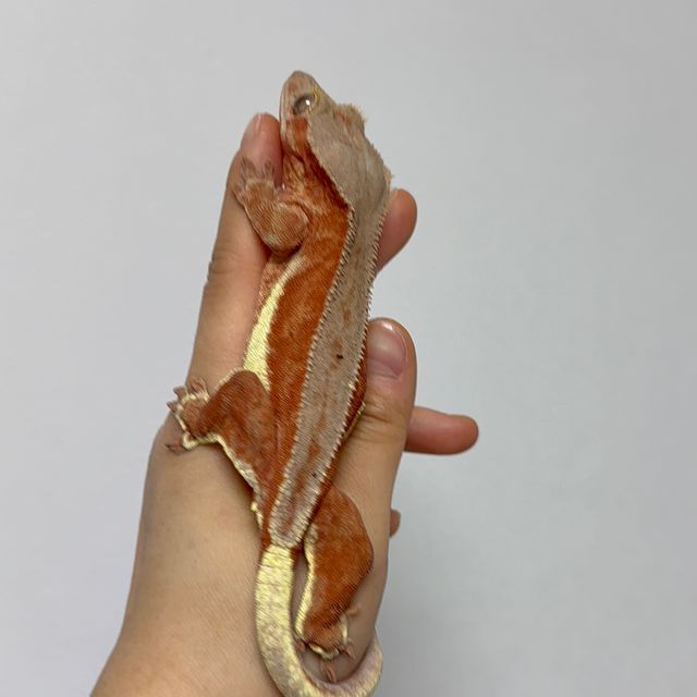레드 릴리화이트 팬텀