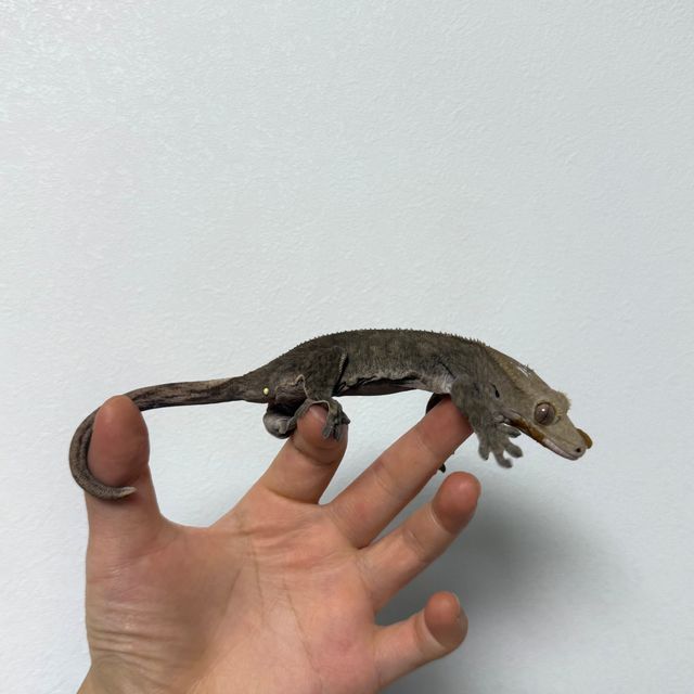 챠콜 벅스킨 다크