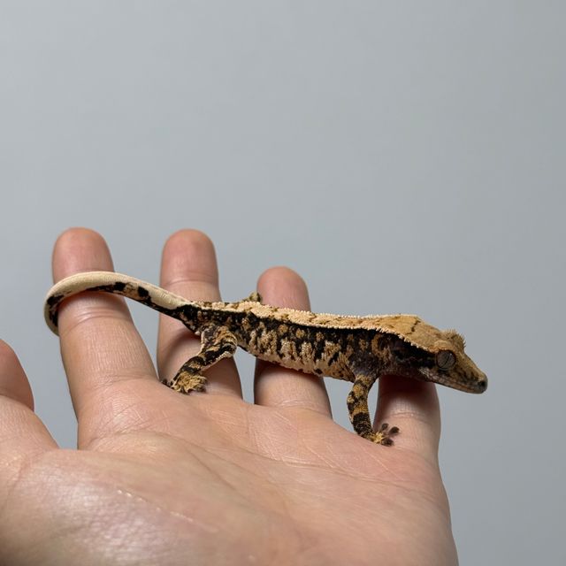 텐저린 드리피 트라이 화이트