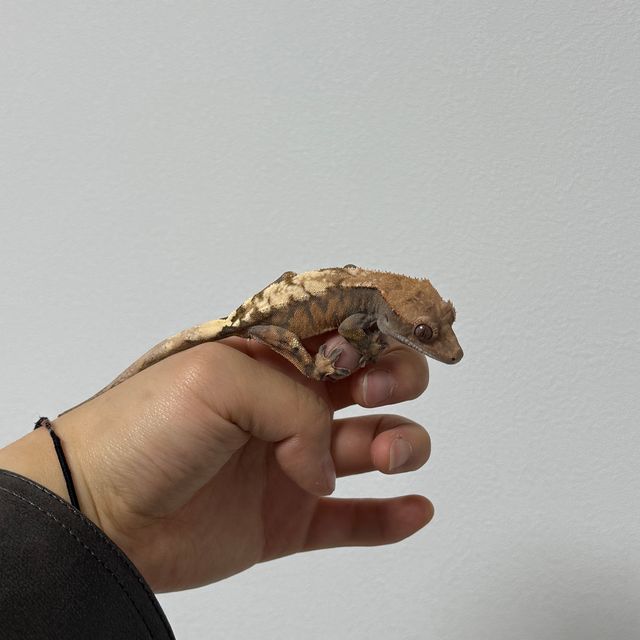 세이블 트라이