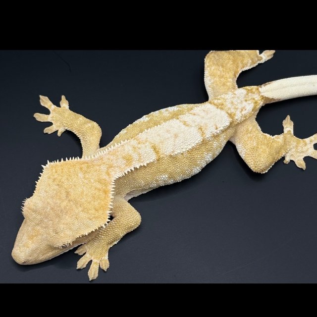 화이트 노멀 크림 드리피 화이트스팟 트라이