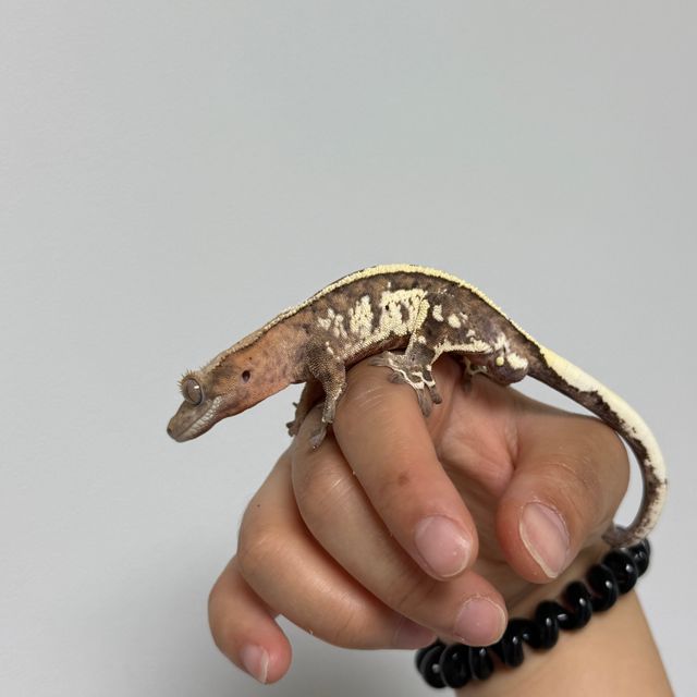 카푸치노