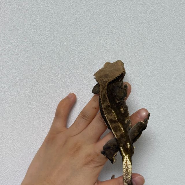 다크 챠콜 카푸치노