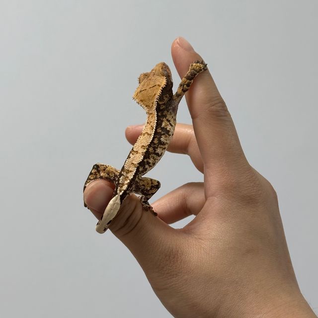 텐저린 드리피 트라이 화이트