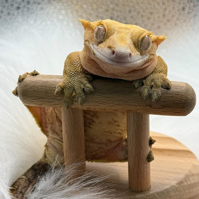 옐로우 화이트포트홀