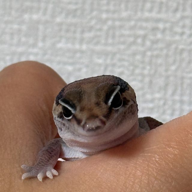 헷 카라멜