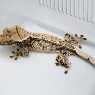 드리피 화이트스팟