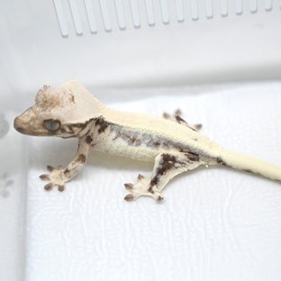 100%헷아잔틱 릴리 세이블