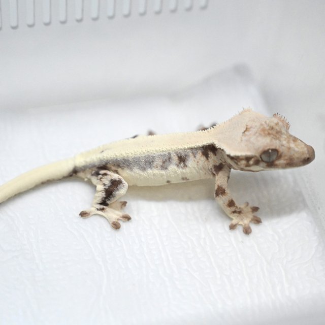 100%헷아잔틱 릴리 세이블