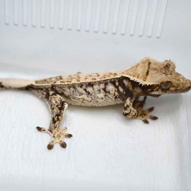 드리피 화이트스팟