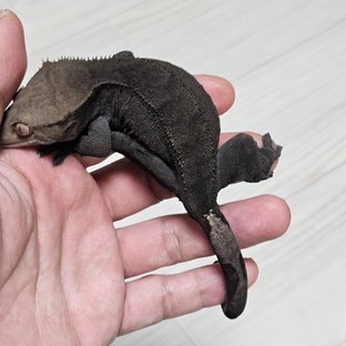 이브
