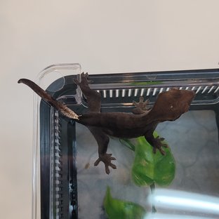 챠콜