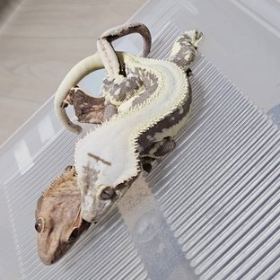 쇼킹이