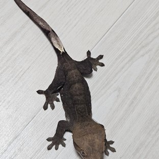 챠콜 카푸치노 팬텀