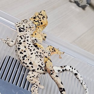 꼬미