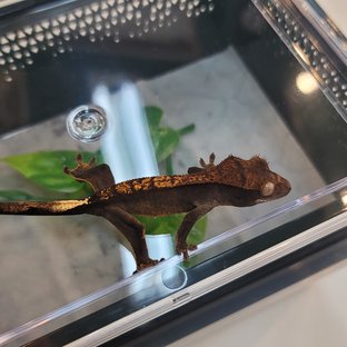 다크 플레임
