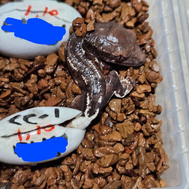 프라푸치노 다크 팬텀
